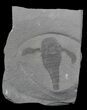 Eurypterus (Sea Scorpion) Fossil - New York #62808-1